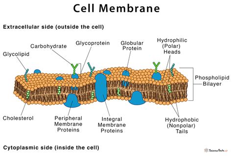 cell membrane synonym|antonym for membranes.